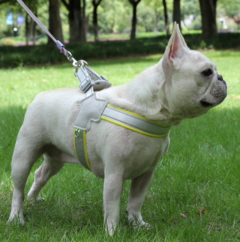 Arnés para Perro S/M/L/XL Poliéster Surtido